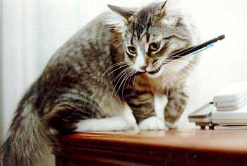 Cat with pen