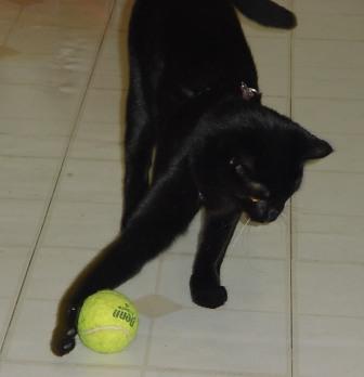 Piper with ball