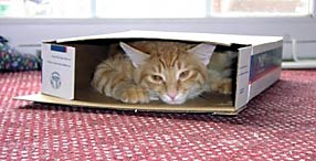 cat in a box