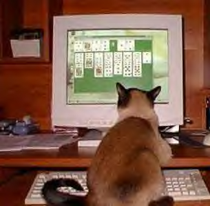Cat at computer