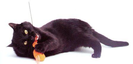 cat with toy