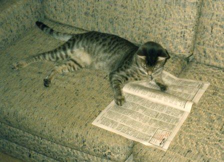 Grey striped cat on couch looking at magazine