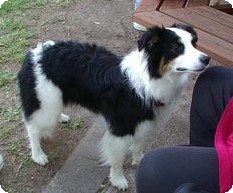 Ambition, FMX (flyball master excellent)