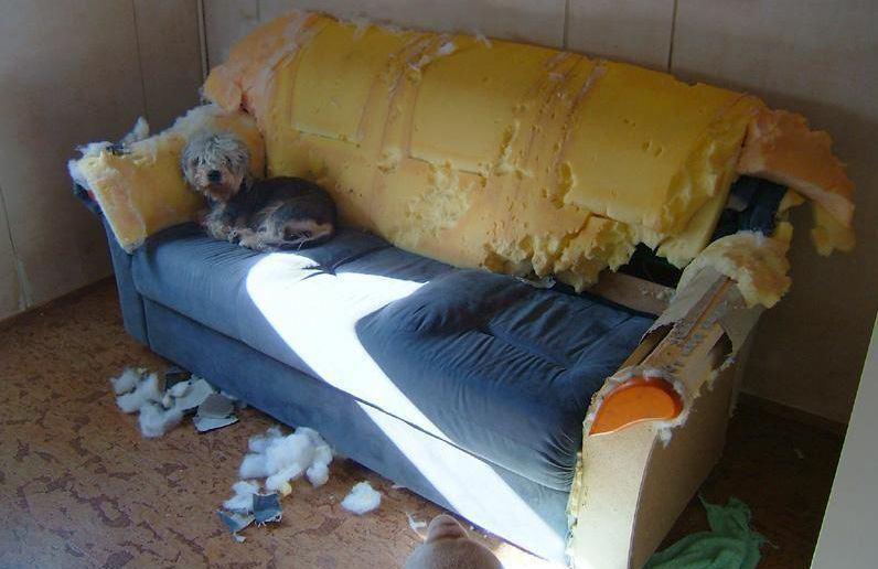 Dog ate couch