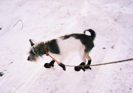 Dreamer in the snow