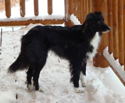 Indy - Border Collie