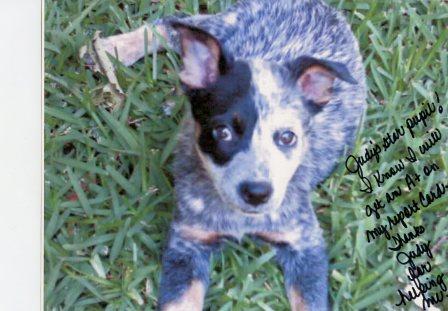 Lizzie - Blue Heeler