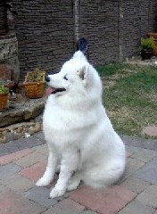 Morgan - Samoyed