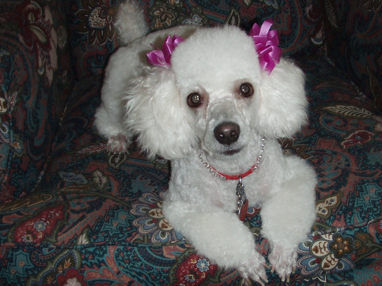 Portia - hospice Badge - Miniature Poodle