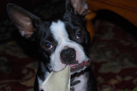 Waylon - Boston Terrier