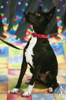 Bucky - Mixed breed