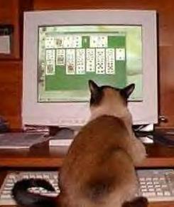 Cat at computer