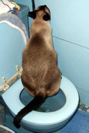 Cat on toilet