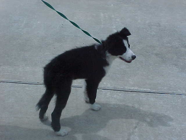 Porsche on leash