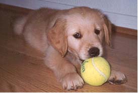 puppy with ball