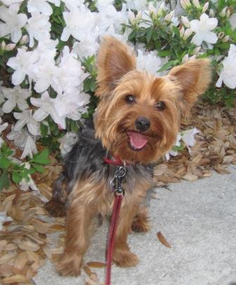 Ringo - Yorkshire terrier