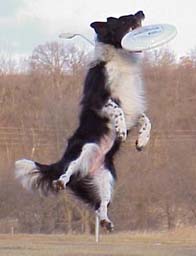 Border collie and frisbee